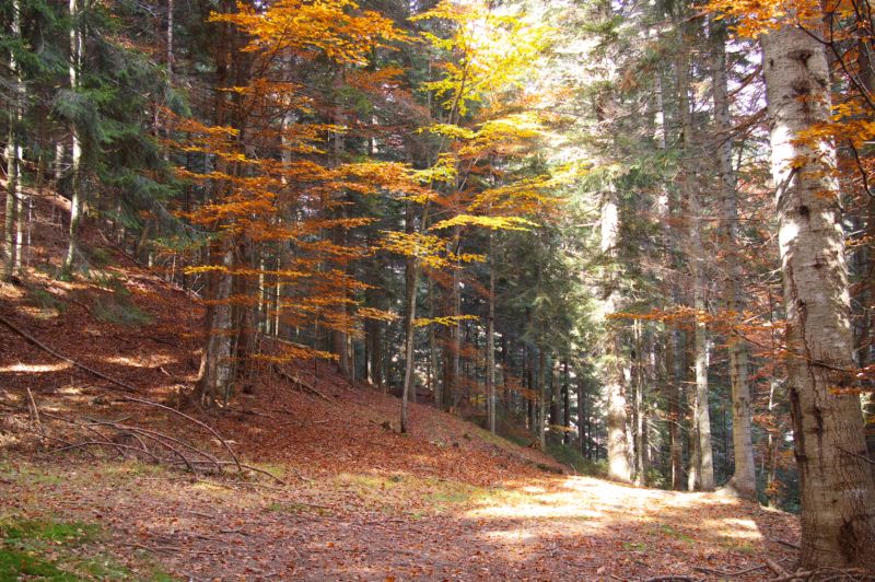 Autunno alpino